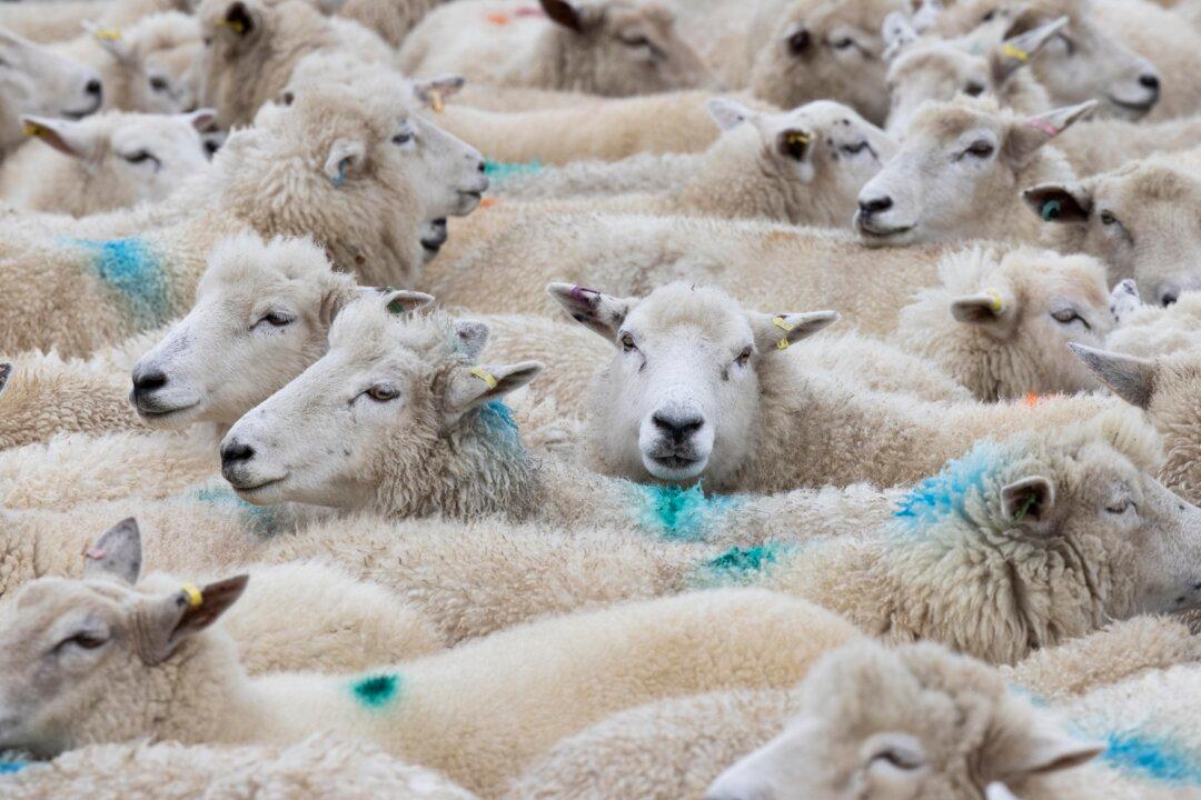 New South Wales Calls Urgently for Electronic Tagging of Sheep and Goats