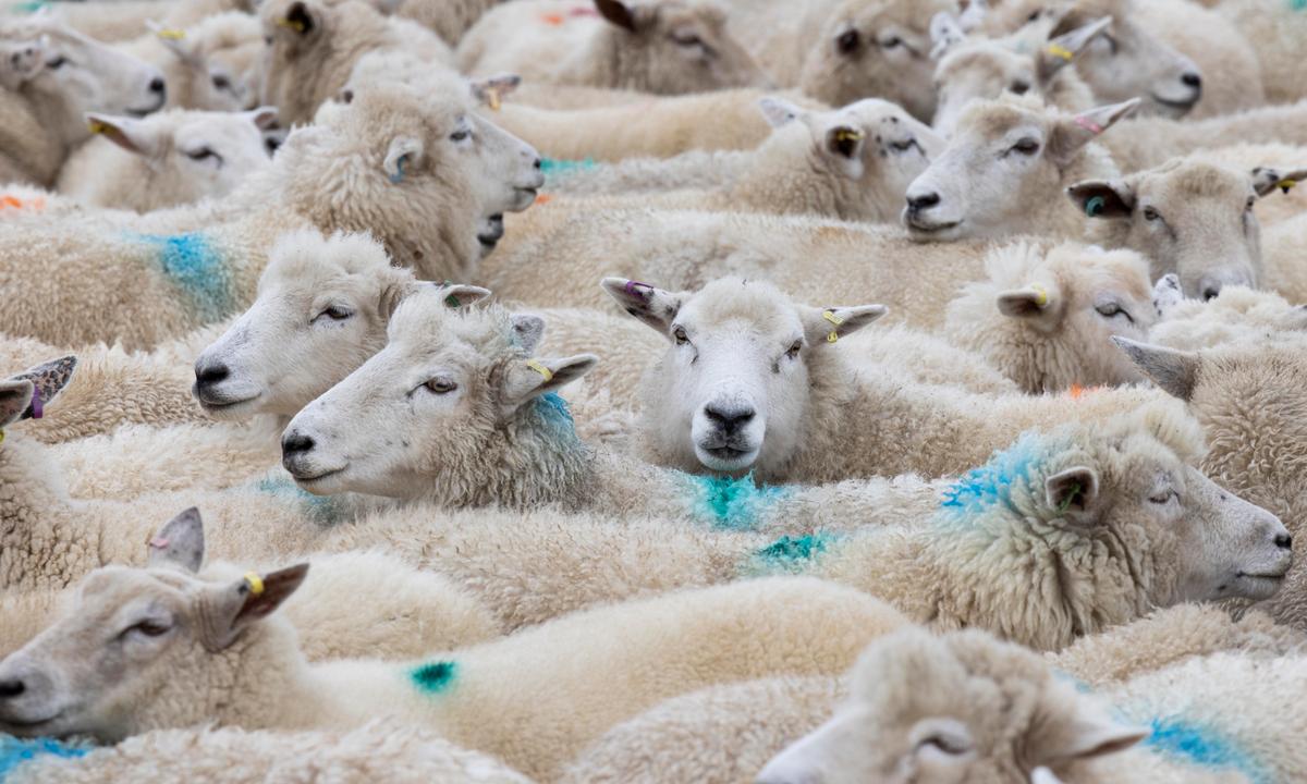 UK Lawmakers Raise Concerns Over Enshrining Animal Feelings in Law