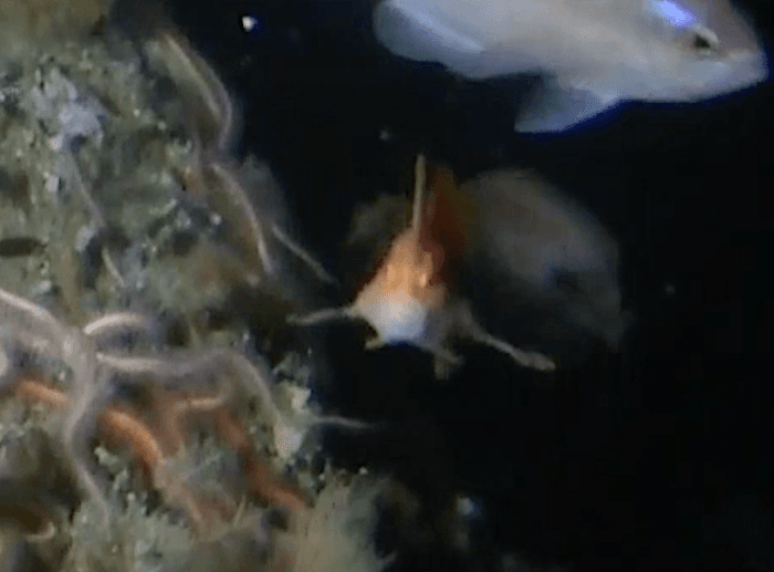 Detail of the pink handfish sighted last spring. (Courtesy of Institute for Marine and Antarctic Studies/Parks Australia via <a href="https://www.utas.edu.au/">University of Tasmania</a>)