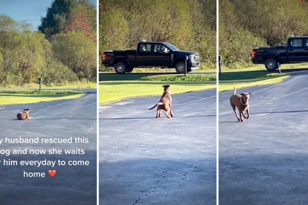 VIDEO: Loyal Dog Rescued From Mine Waits in Driveway for Dad to Return From Work Every Day, Goes Viral