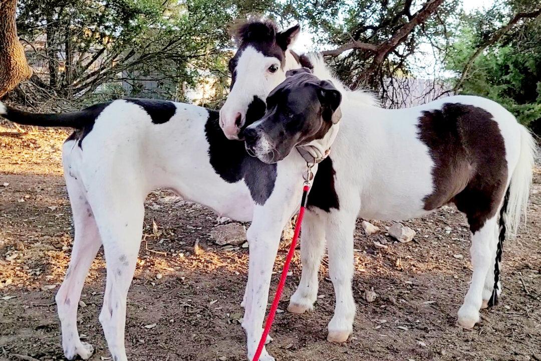 Same Size, Same Spots: Mini Horse and Great Dane Become Best Friends at Texas Farm