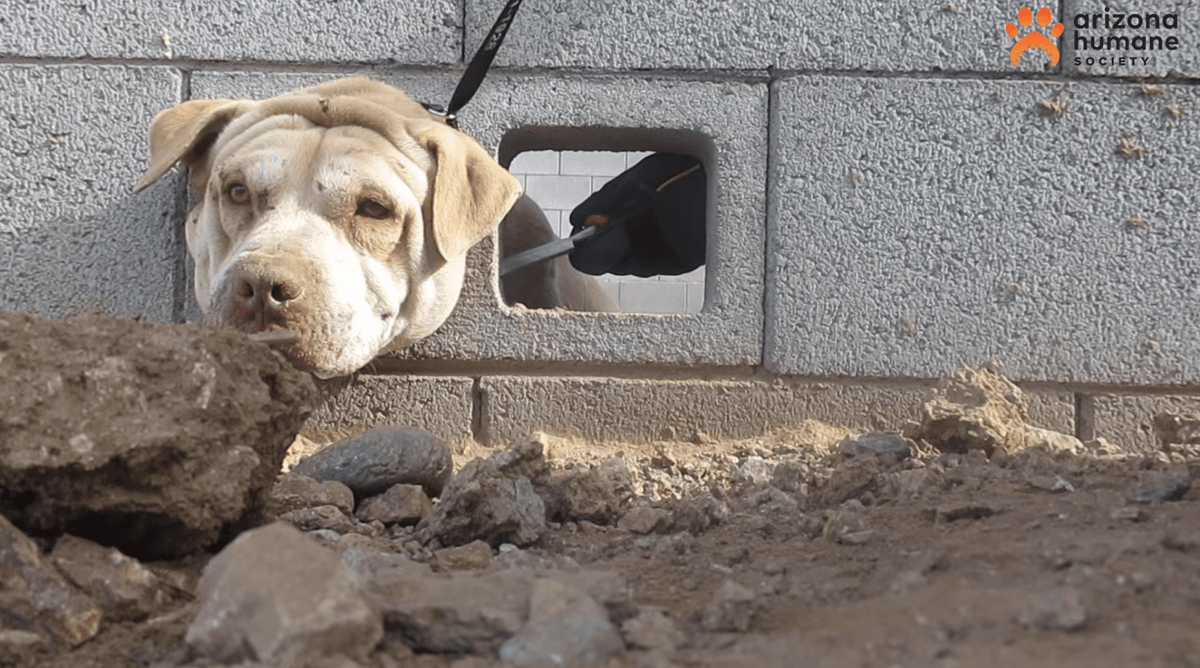 Two-year-old Buddy stuck between cinderblocks in Pheonix, Arizona. (Courtesy of <a href="https://www.facebook.com/azhumane/">Arizona Humane Society</a>)