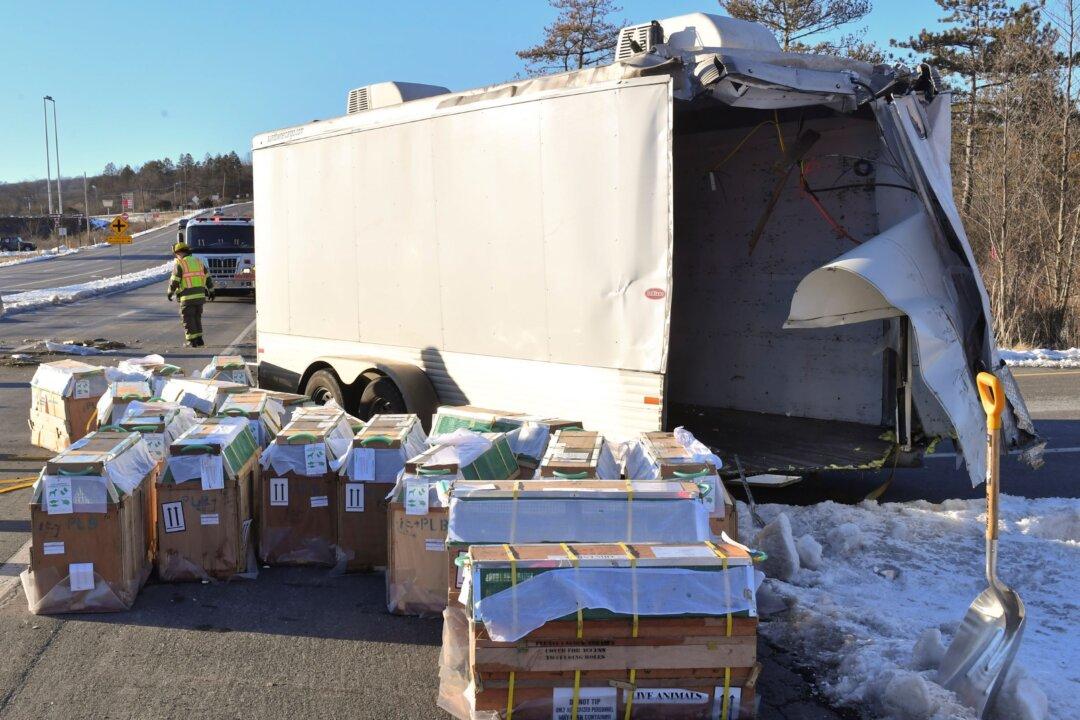 Police: Truck With 100 Monkeys Crashes, Some of Them Missing