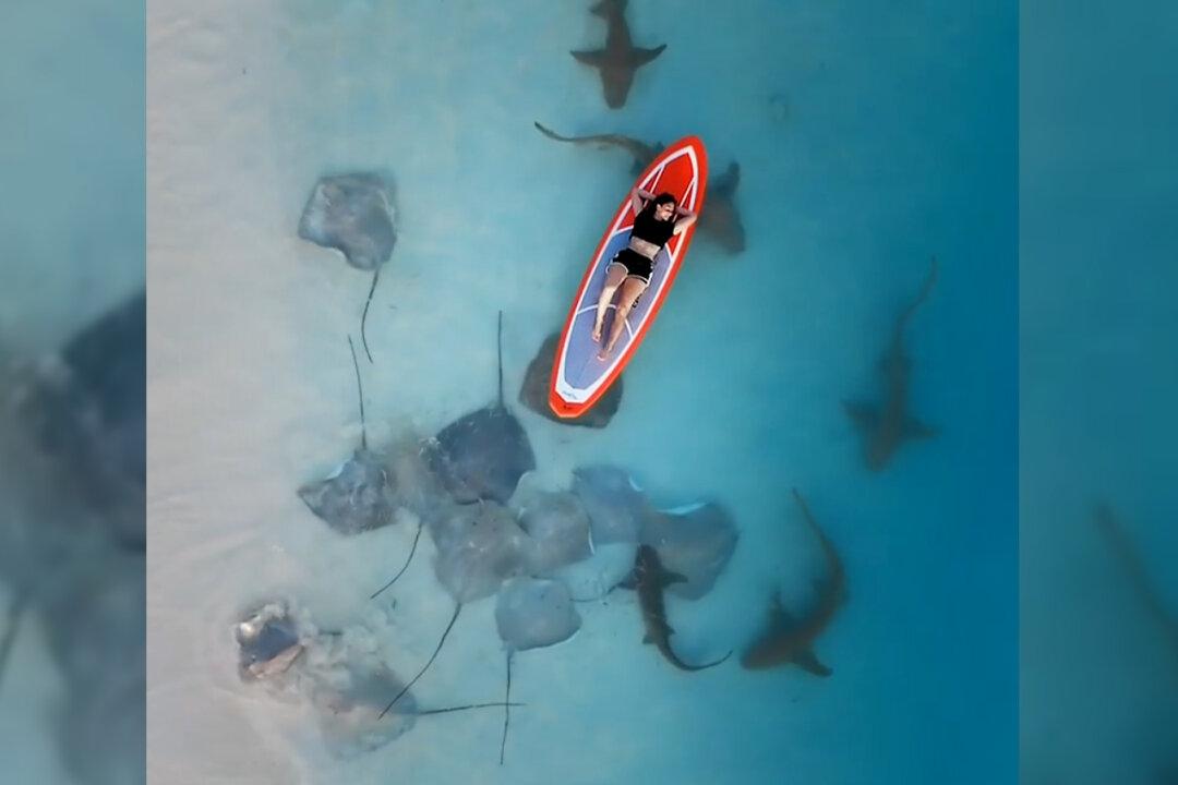 VIDEO: Photographer Captures Stingrays, Sharks, Floating Woman From Above in Surreal Beach Paradise in Maldives