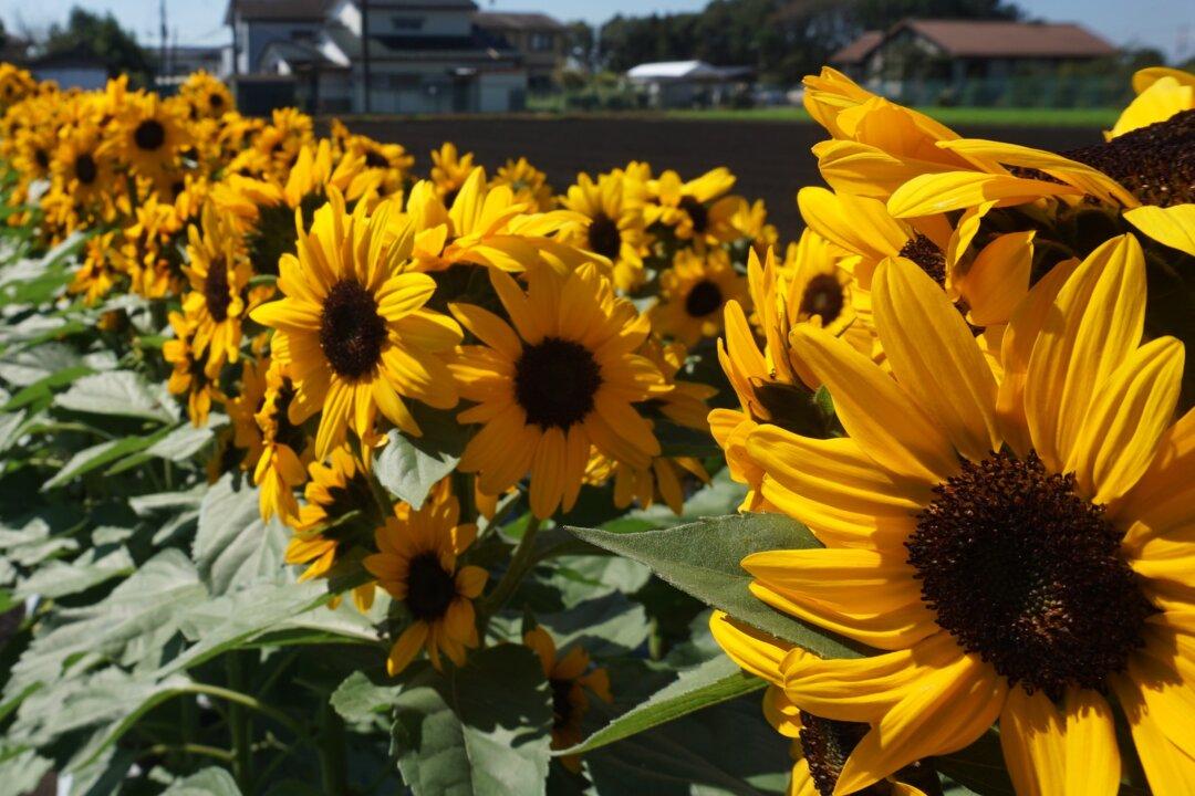 Planning Your Garden? Consider These Stunning, Award-Winning Flowers
