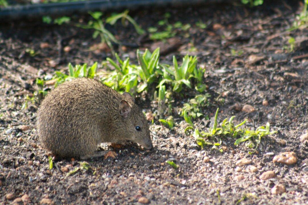 Australian Bandicoot Found to Assist Native Plant Surviving Seasonal Stress