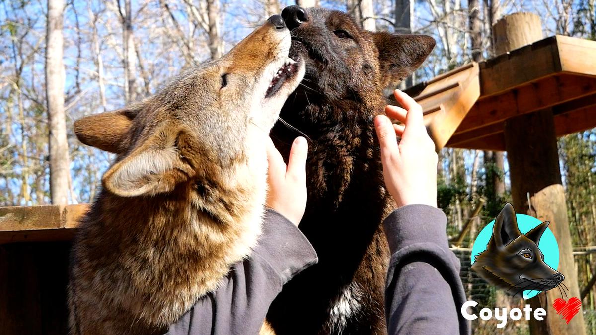 Carmine and Wilee. (Courtesy of Brandon Sanders/<a href="http://www.sanderswildlife.com/contact-us">Sanders Wildlife</a>)