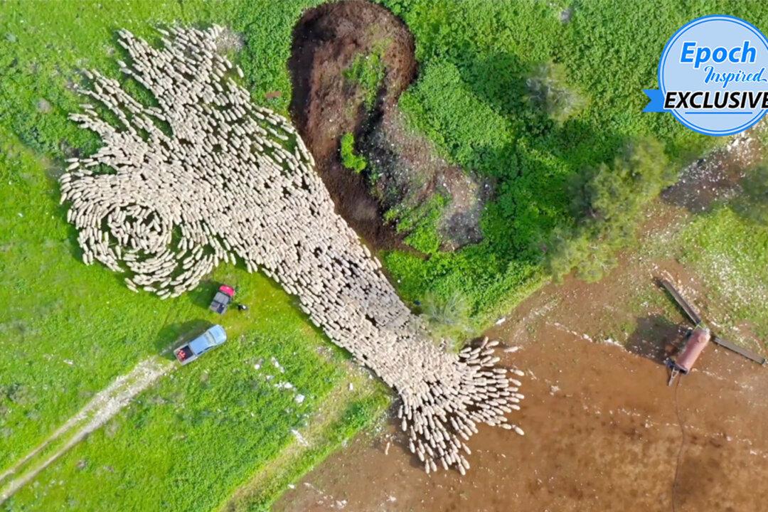 Drone Videographer Captures Incredible Footage of Sheep Herding Over 7 Months in Israel