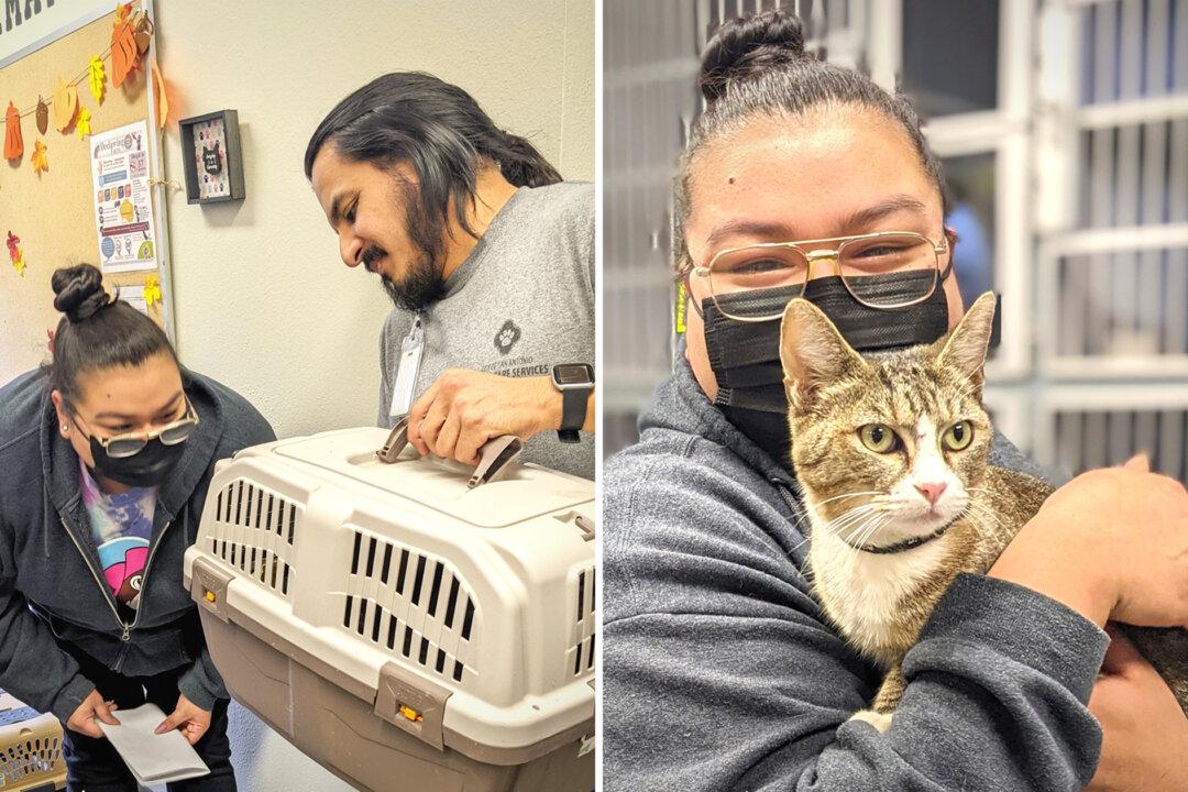 Missing Cat Reunited With Owner After 6 Years Thanks to Relentless Efforts of Animal Shelter