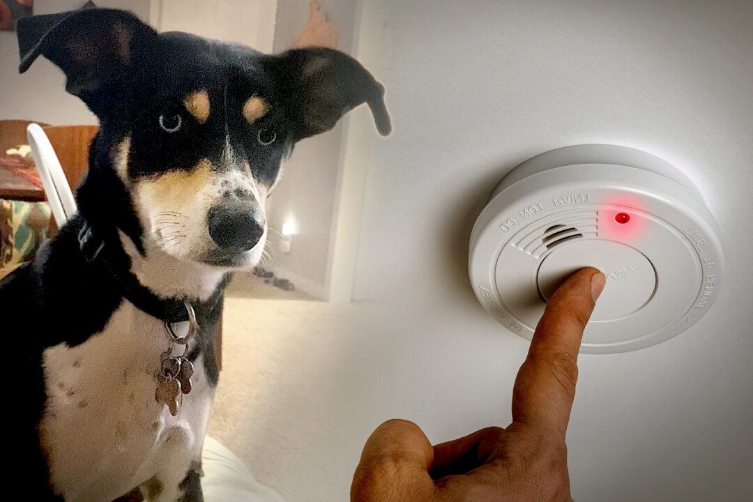 Dog Wakes Owner in Middle of Night, Credited for Saving Family of 3 From Carbon Monoxide Poisoning