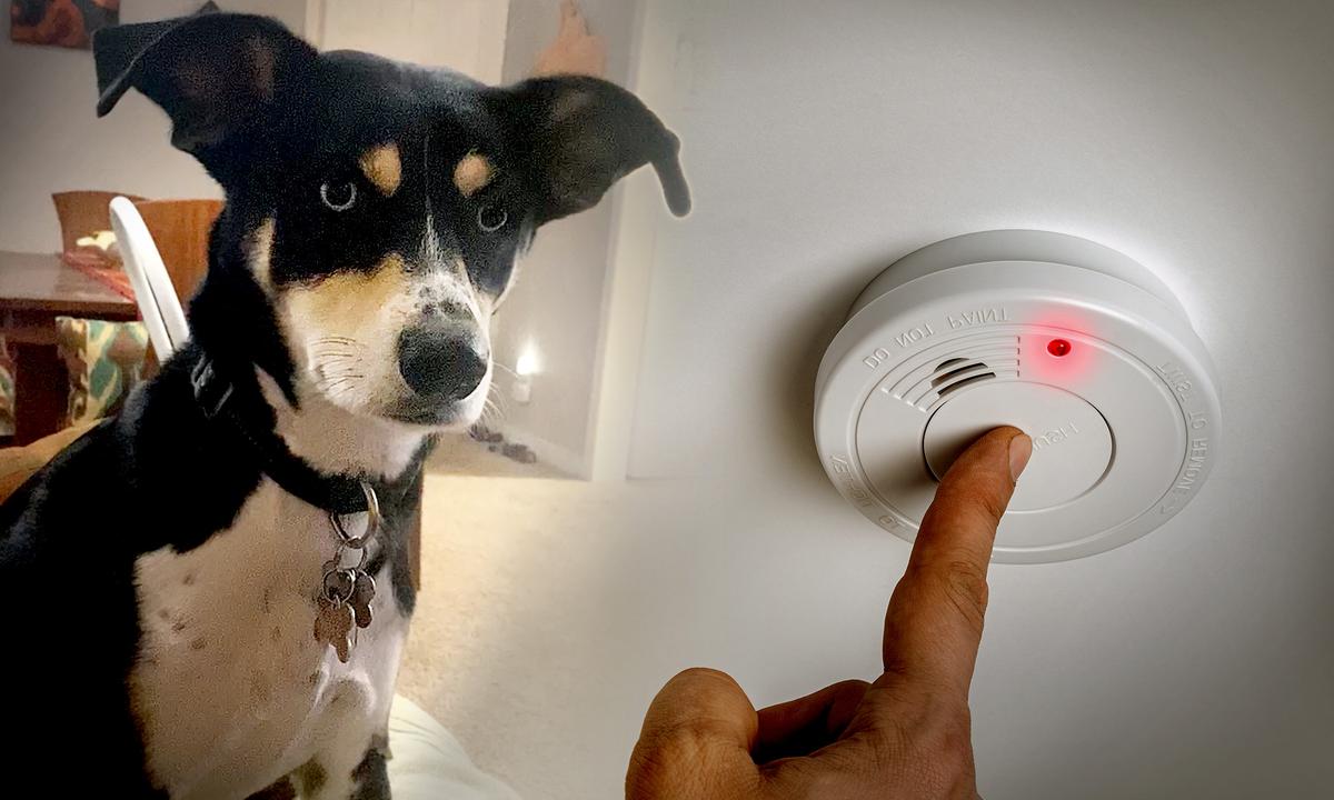 Dog Wakes Owner in Middle of Night, Credited for Saving Family of 3 From Carbon Monoxide Poisoning