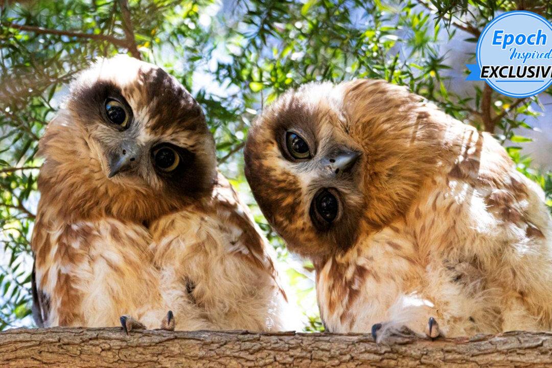 Cute Wide-Eyed Owls Tilting Their Heads for ‘Photoshoot’ Will Put a Smile on Your Face