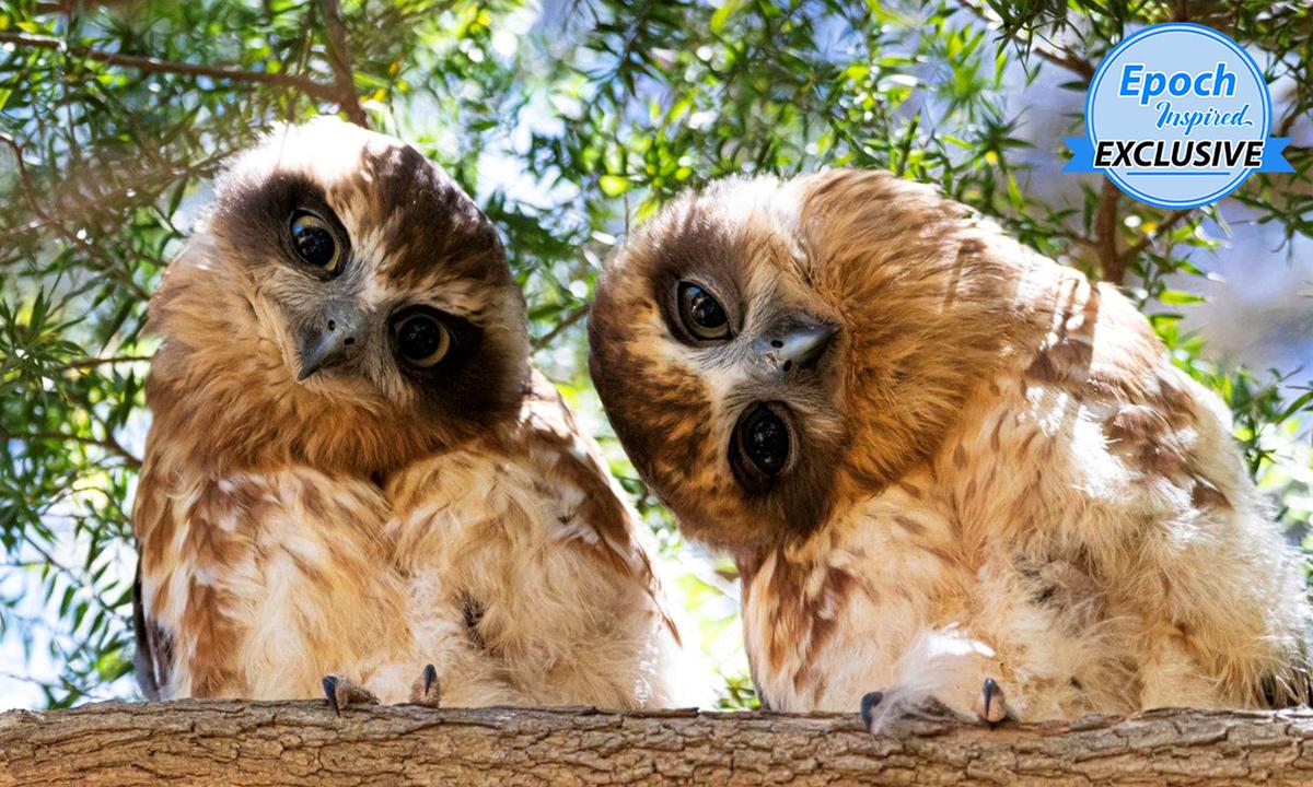 Cute Wide-Eyed Owls Tilting Their Heads for ‘Photoshoot’ Will Put a Smile on Your Face