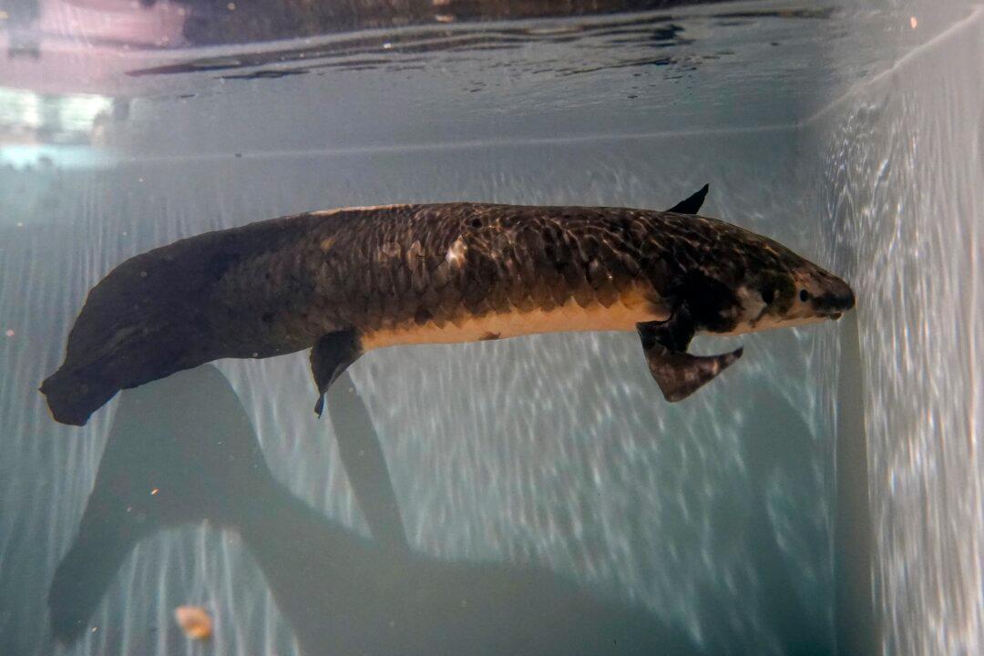Meet Methuselah, the Oldest Living Aquarium Fish