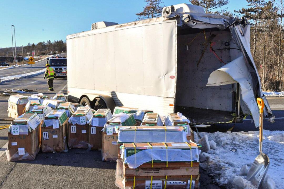 Woman Who Came Into Contact With Escaped Monkeys Says She Developed Symptoms