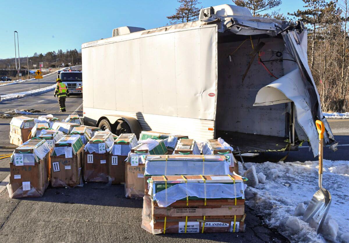 Woman Who Came Into Contact With Escaped Monkeys Says She Developed Symptoms