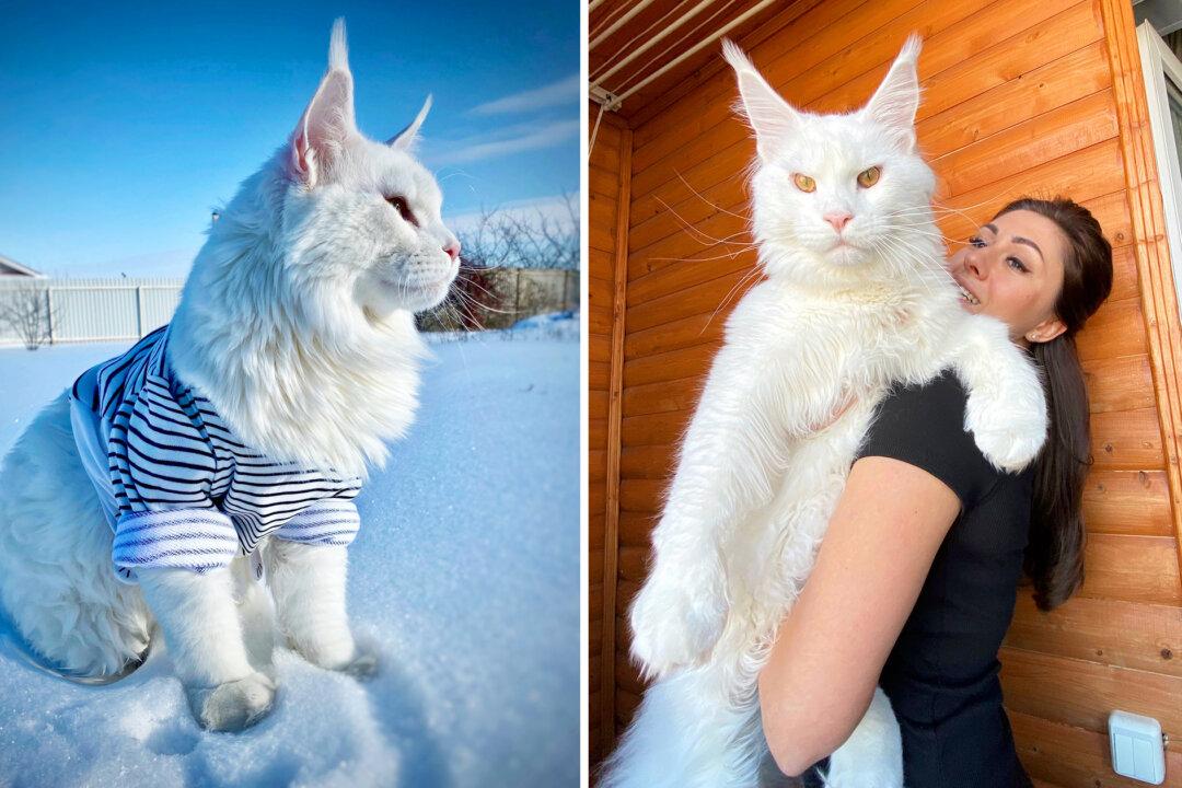 Meet the Maine Coon Kitten That Is So Large People Mistake It to Be a Dog