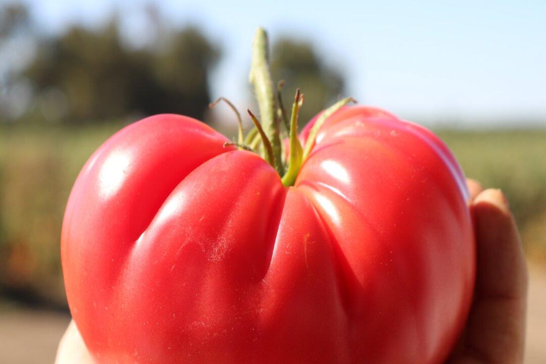Award-Winning Vegetables You Should Plant in Your Garden in 2022