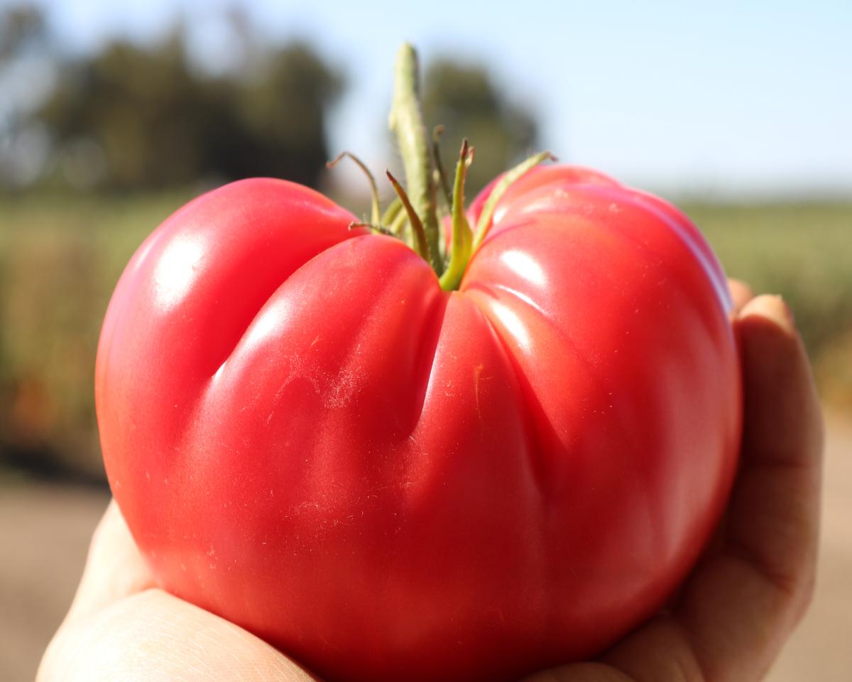 Award-Winning Vegetables You Should Plant in Your Garden in 2022
