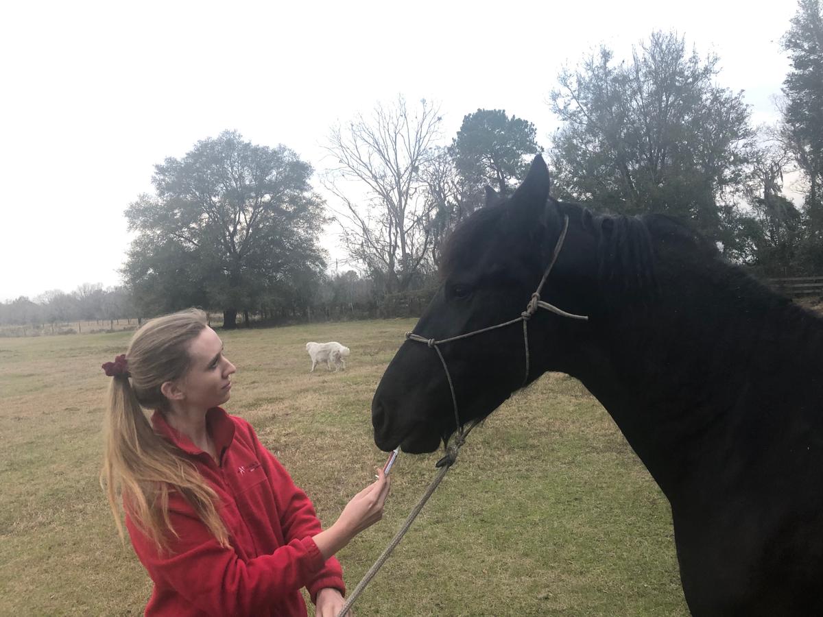 Feed Stores: Livestock Ivermectin Flying Off Shelves for Unapproved Human Use