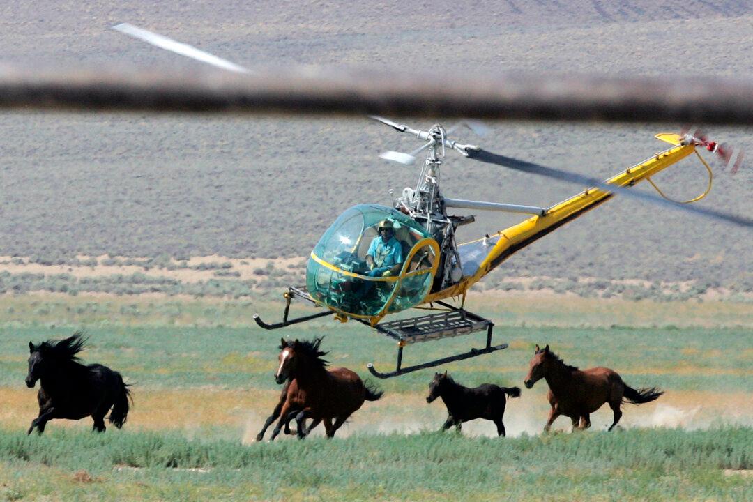 Wyoming Lawmakers Ask Congress to Lift Slaughterhouse Ban as Wild Horse Numbers Get out of Control
