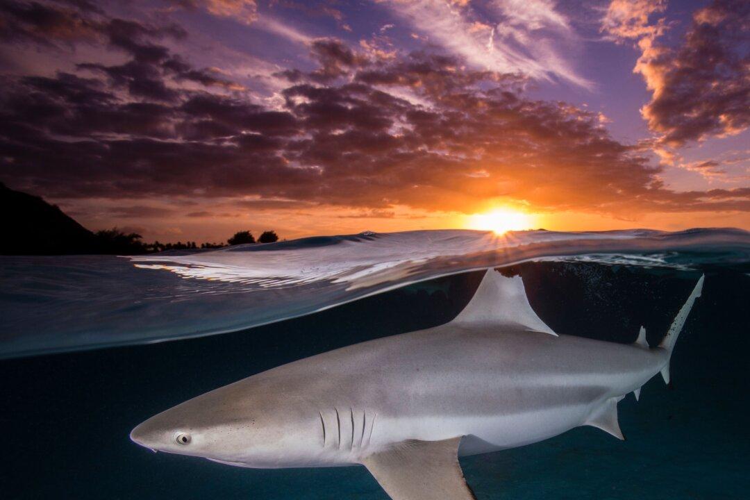 Diver’s Underwater Photography Captures ‘Two Worlds’