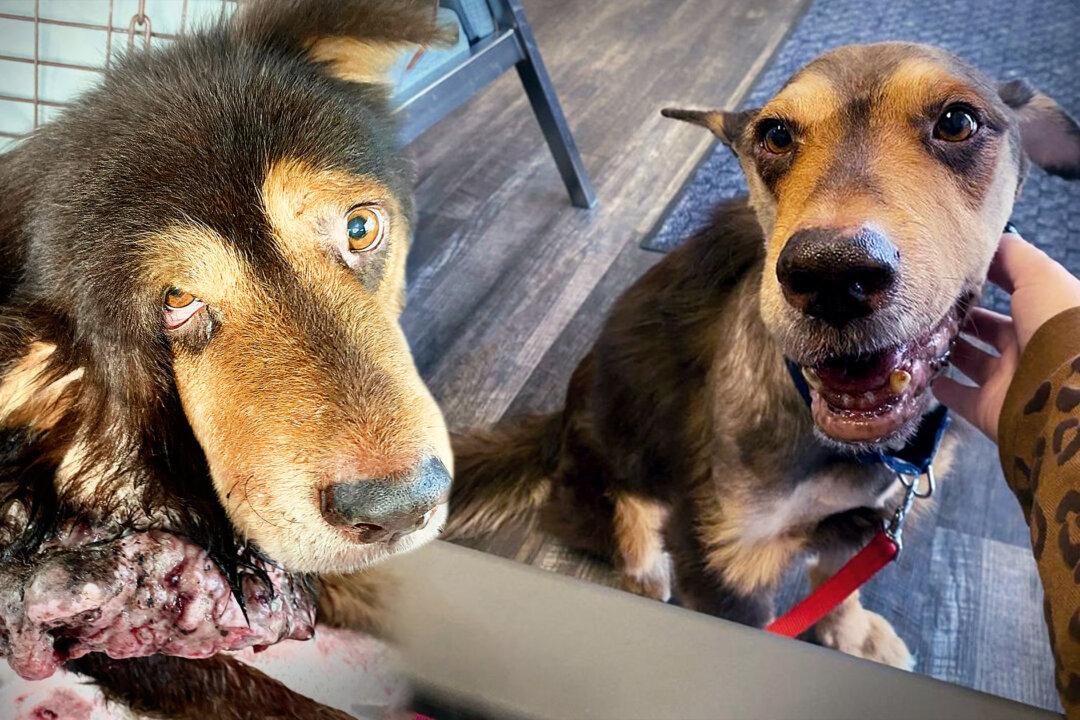 Dog With Huge Mass Growing on His Head Lives on the Streets for 8 Years—Until Rescuers Finally Save Him