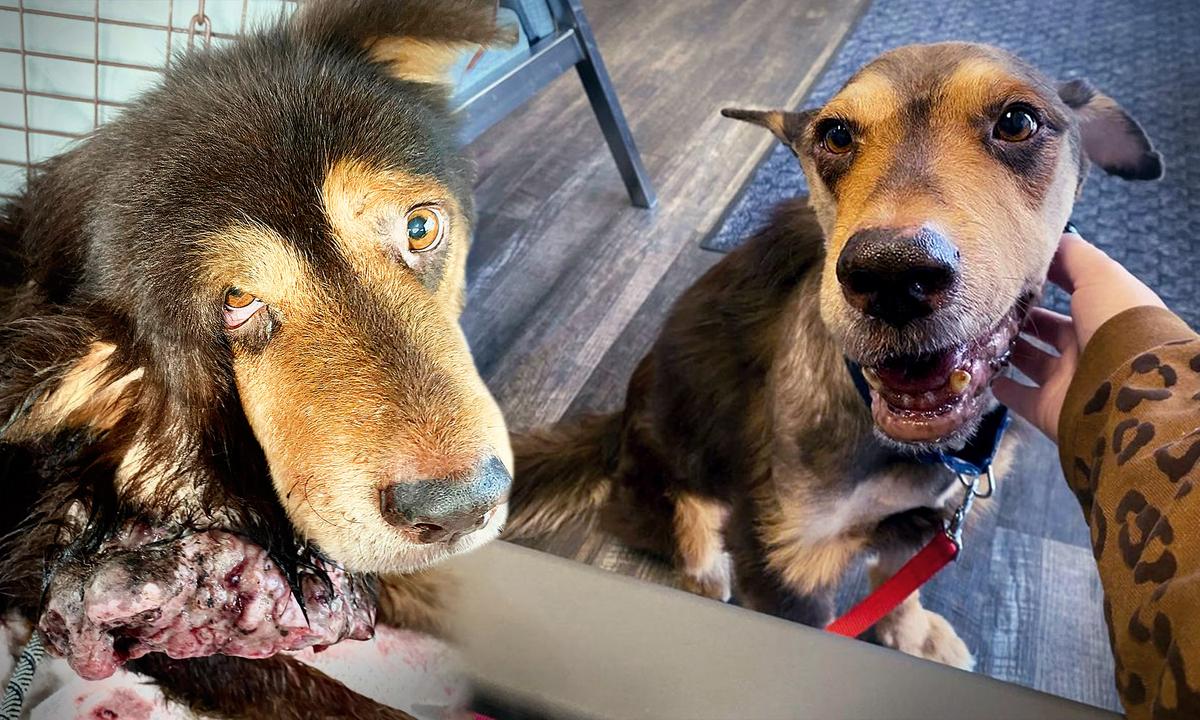 Dog With Huge Mass Growing on His Head Lives on the Streets for 8 Years—Until Rescuers Finally Save Him