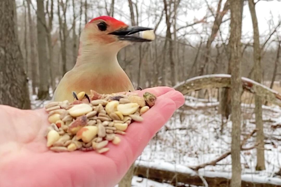 Video: Woman Captures Special Moment She Hand-Fed 2 Red-bellied Woodpeckers One After the Other