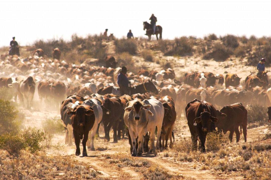 Beijing Continues Coercion Campaign Banning Imports From 10th Australian Abattoir