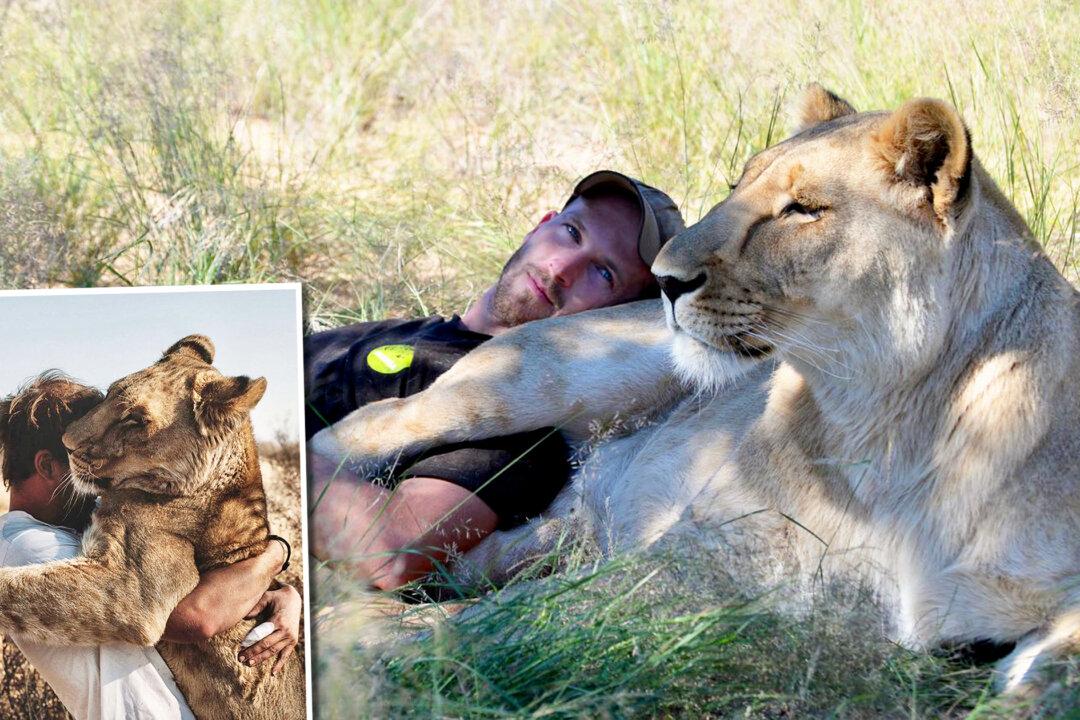 Man Receives Tender Cuddles From a Fully-Grown Lion He Saved as an Abandoned Cub 9 Years Ago