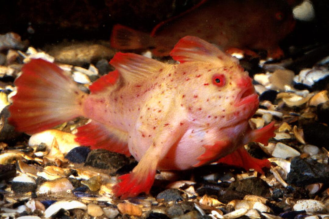 Ocean Researchers Capture Footage of Rare ‘Walking’ Pink Handfish in Deep Sea Coral off Coast of Tasmania