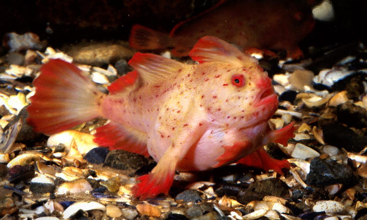 Ocean Researchers Capture Footage of Rare ‘Walking’ Pink Handfish in Deep Sea Coral off Coast of Tasmania