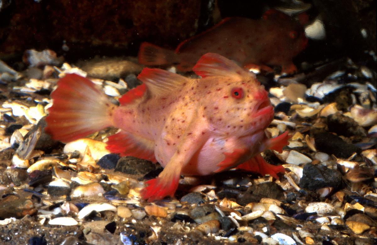 A handfish off the coast of Tasmania. (<a href="https://commons.wikimedia.org/wiki/File:CSIRO_ScienceImage_2535_The_Red_Handfish.jpg">CSIRO/CC BY 3.0</a>)