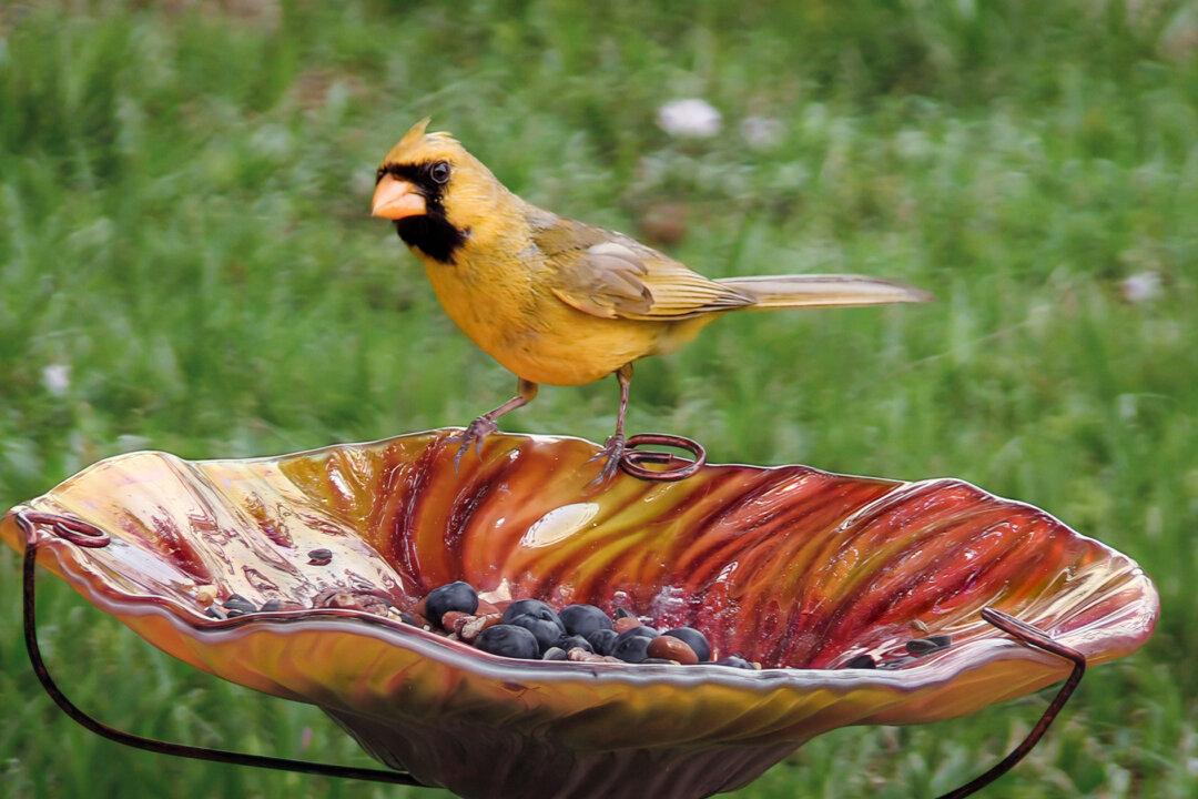 Man Spends 500-plus Hours Filming Extremely Rare Yellow Cardinal Who Visits His Backyard