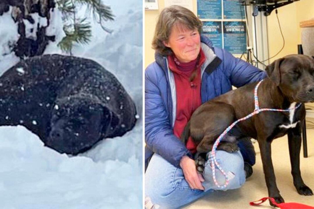 A California Dog That Was Lost and Found Months Later in Deep Snow Is Reunited With Owner