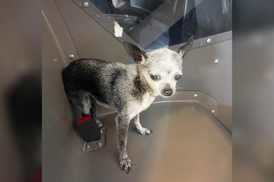 Tiny Family Dog Runs Away, Somehow Ends Up on Beach 70 Miles Away, Before Being Reunited With Owners