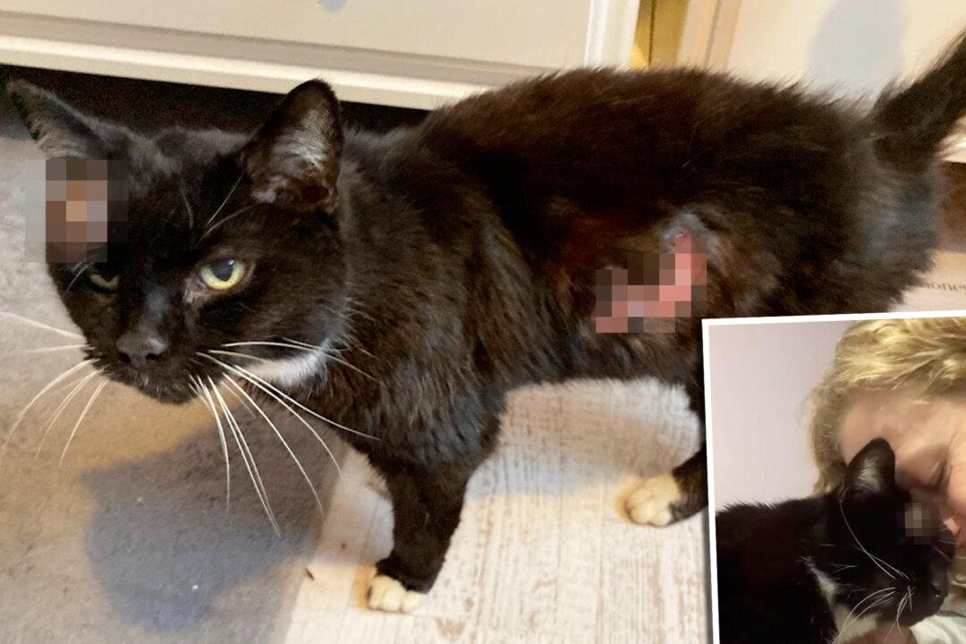 ‘Wonder Cat’ Found, Reunited With Her Family After Running Away From Home 14 Years Ago