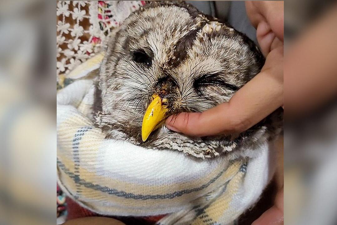 Couple Spot Injured Owl Hit by Car on Roadside, so They Rescue Him—And Thankful Owl Remembers, Returns