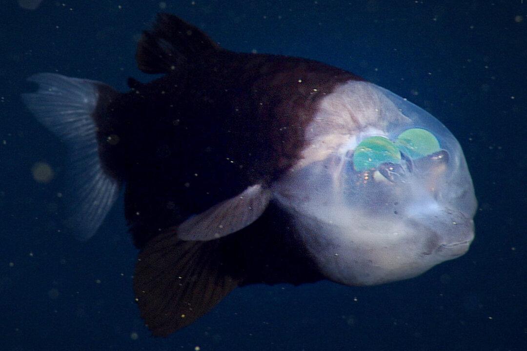 Mysterious Deep-Sea Fish With Glowing Green Eyes Inside Transparent Forehead Sighted Again by Ocean Researchers