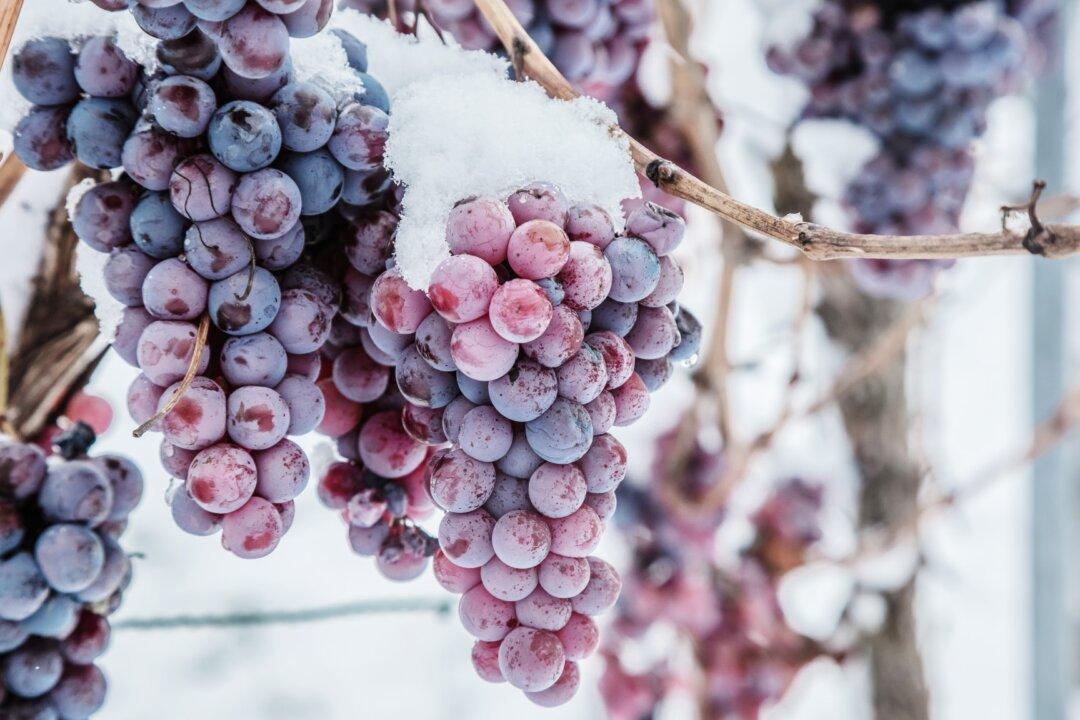 Ice Wine: The Elusive Elixir That Starts With Frozen Grapes