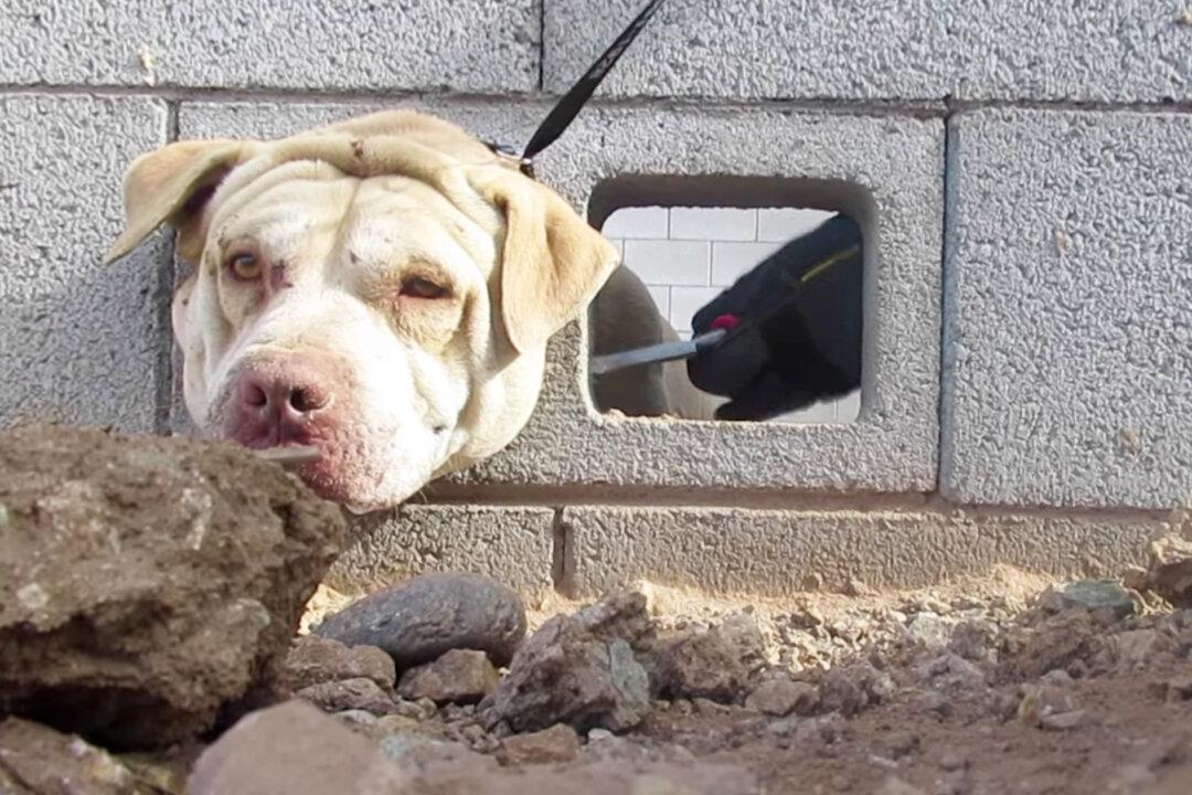Dog Rescued, Returned to Family After Good Samaritan Finds Him With Head Stuck in Cement Wall