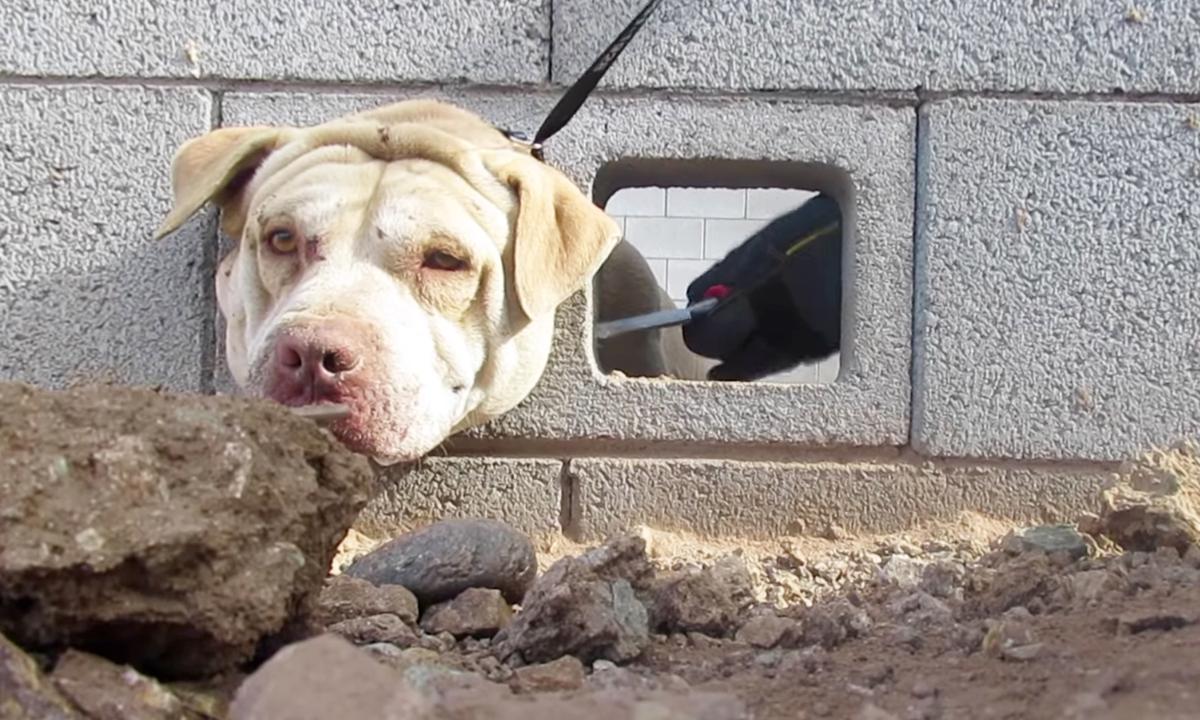 Dog Rescued, Returned to Family After Good Samaritan Finds Him With Head Stuck in Cement Wall
