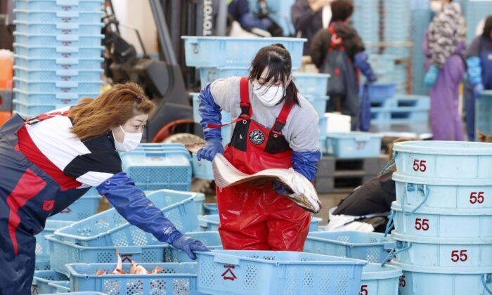 Japan Halts Shipment of Black Rockfish Caught Off Fukushima Over Radiation