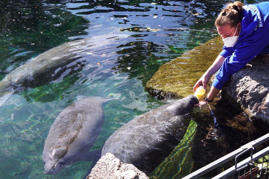 Wildlife Officials in Struggle To Save Starving Manatees in Florida