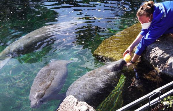 An orphaned manatee calf takes a bottle from a keeper at ZooTampa at Lowry Park on Jan. 13, 2020, in Tampa, Florida. (Natasha Holt for The Epoch Times)