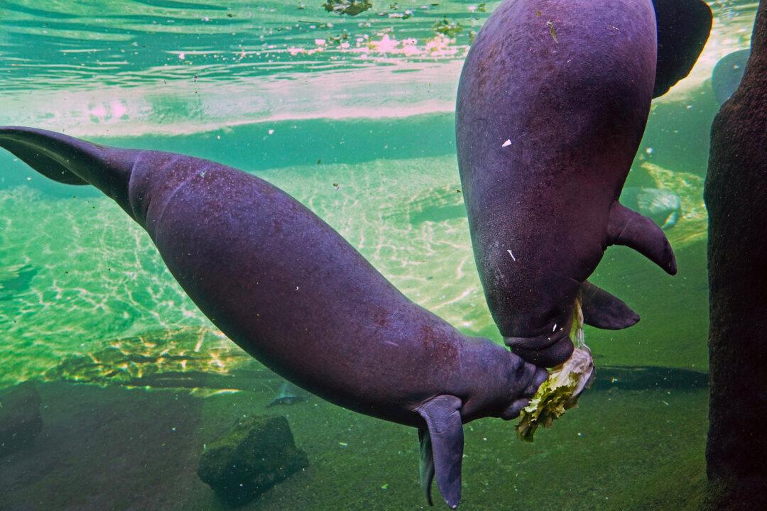 Environmental Groups Ask for Manatees to Be Reclassified as ‘Endangered’ Again