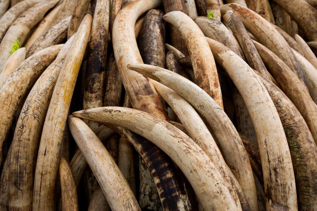 DNA Analysis of Elephant Ivory Reveals Trafficking Networks