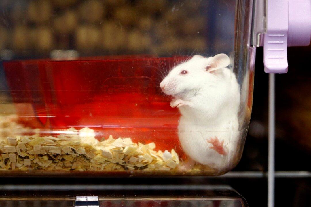 What We Can Learn from Mouse Models of Autism