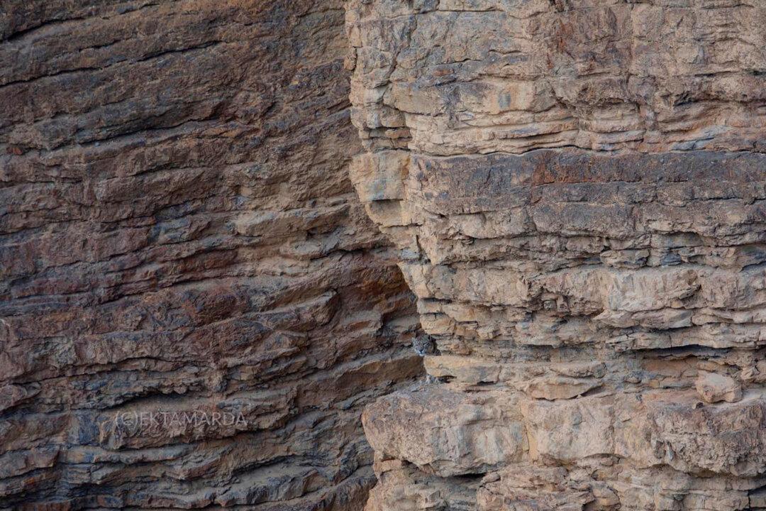 Can You Spot the Perfectly Camouflaged Snow Leopard in This Himalayan Mountain Landscape Photo?